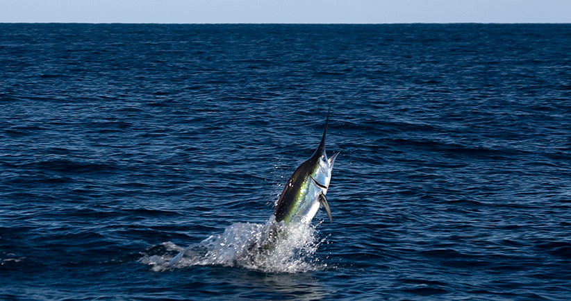 Blue Marlin da record in Messico – 350 KG