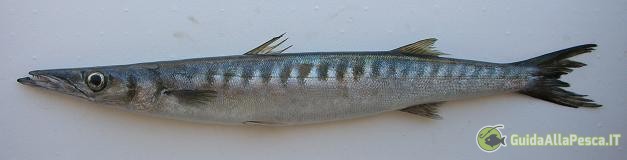 profilo-barracuda-specie-ittica-alimentazione-esche